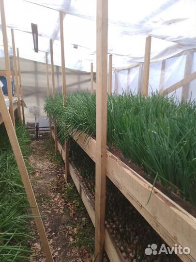 Лук зелёный