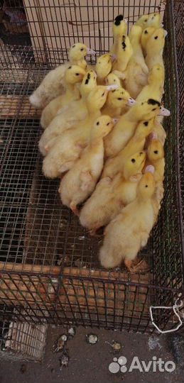 Утка, гусь, разные породы разные возраста