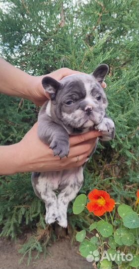 Французский бульдог щенки