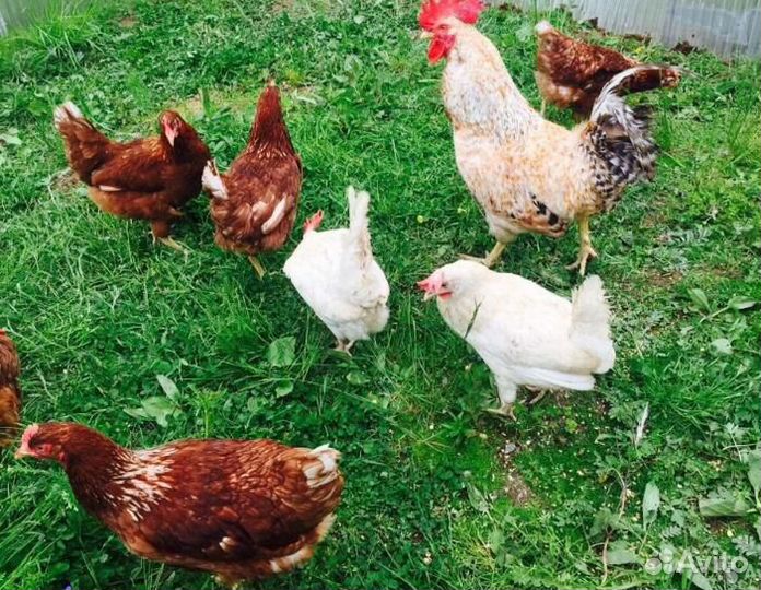 Кура свежая, яйцо куриное и перепелиное