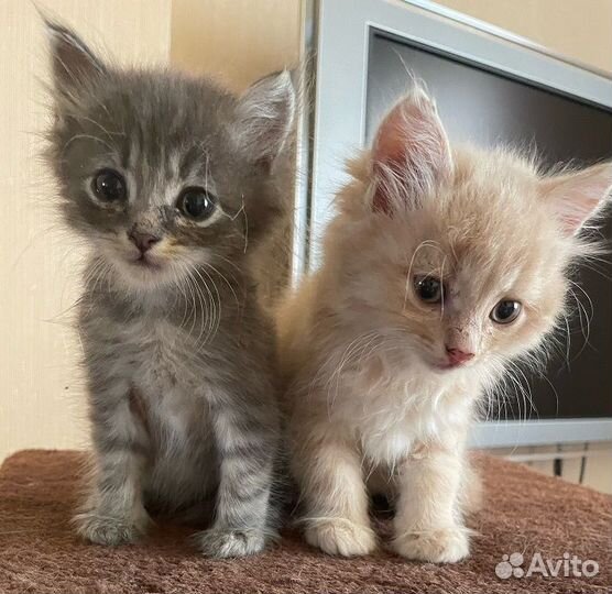 Котята В добрые руки бесплатно