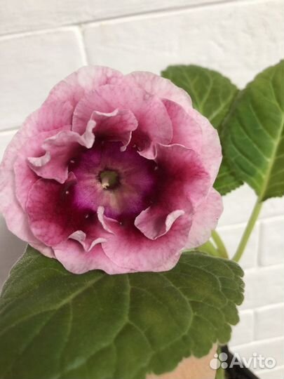 Глоксиния листы укорененные Часть 3