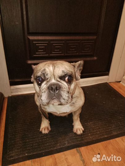 Французский бульдог