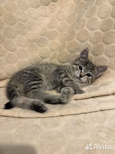 Британская кошка бесплатно