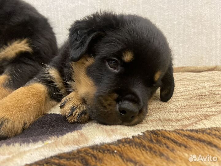 Щенки Ротвейлера