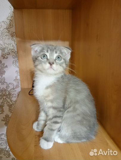 Продам кошечку