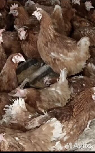 Куры несушки