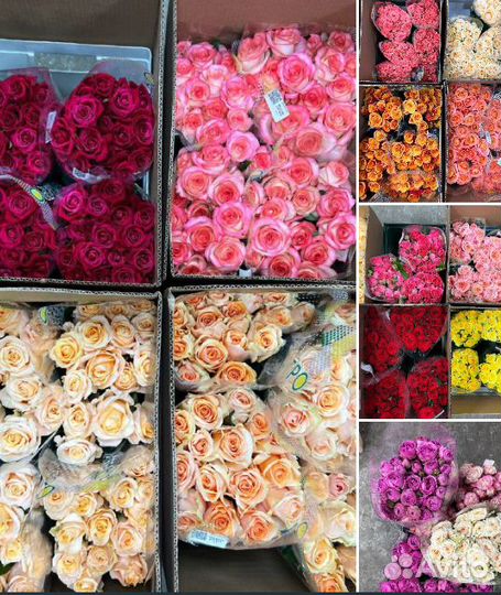 Цветы Розы Оптом