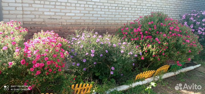 Сентябринки