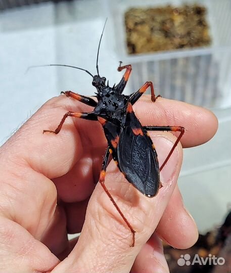 Пауки-птицееды,скорпионы,сколопендры,фрины,телифон