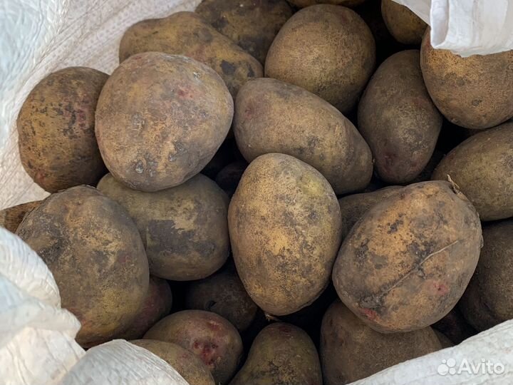 Семенной картофель