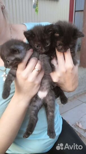 Котята в добрые руки бесплатно