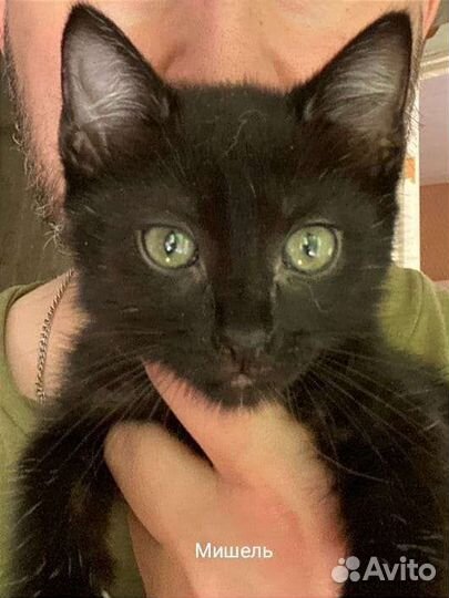 Черный котенок девочка