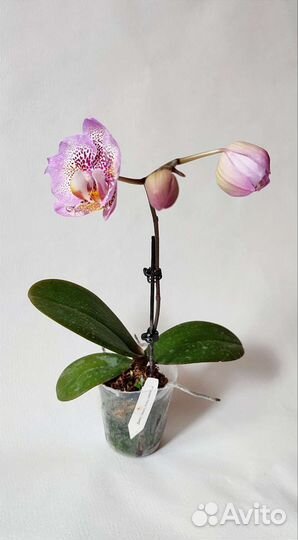 Фаленопсис Leopard prince Golden Leopard ES D9