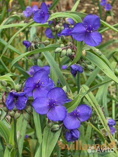 Традесканция Андерсона 