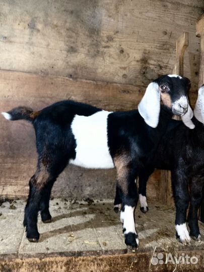 Англо нубийские козлята