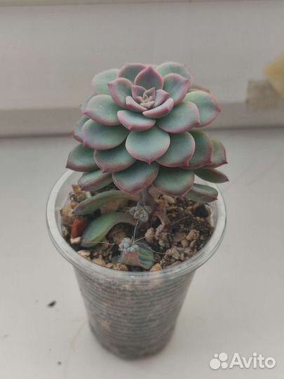 Graptoveria ‘Milky Way’