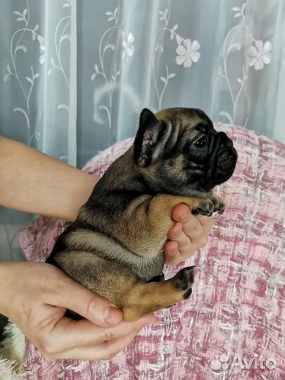 Французский бульдог