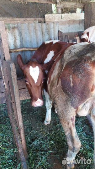 Телка голштинской породы