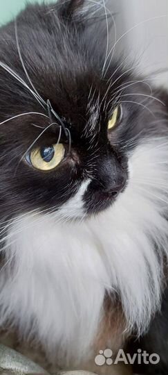 Отдам бесплатно кошку стерилизованную