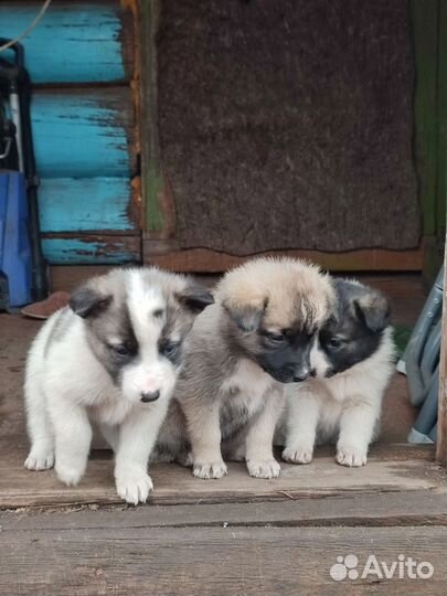 Щенки метисы в добрые руки