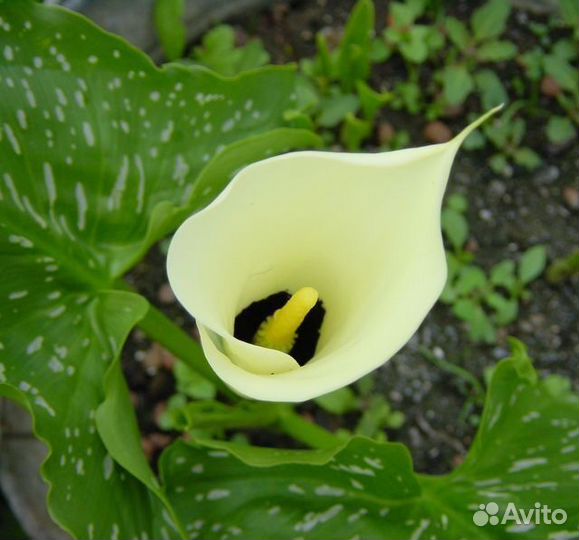 Каллы, клубни в горшках Блек Айд Бьюти