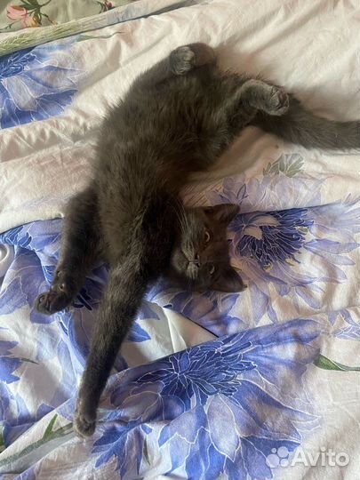 Котенок