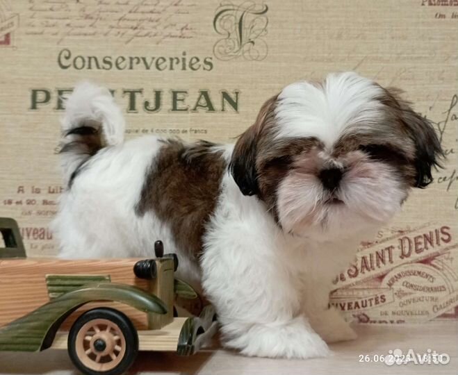 Элитные mini- ши - тцу с документами РКФ