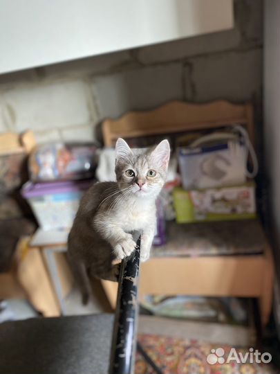 Кошка 4 месяца