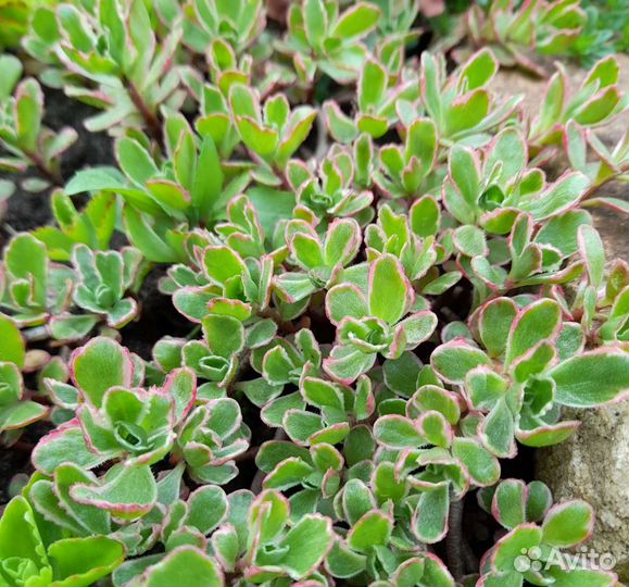 Растения для сада