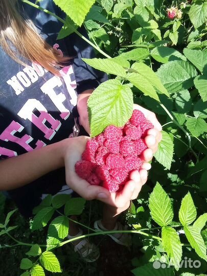 Свежая малина со своей дачи