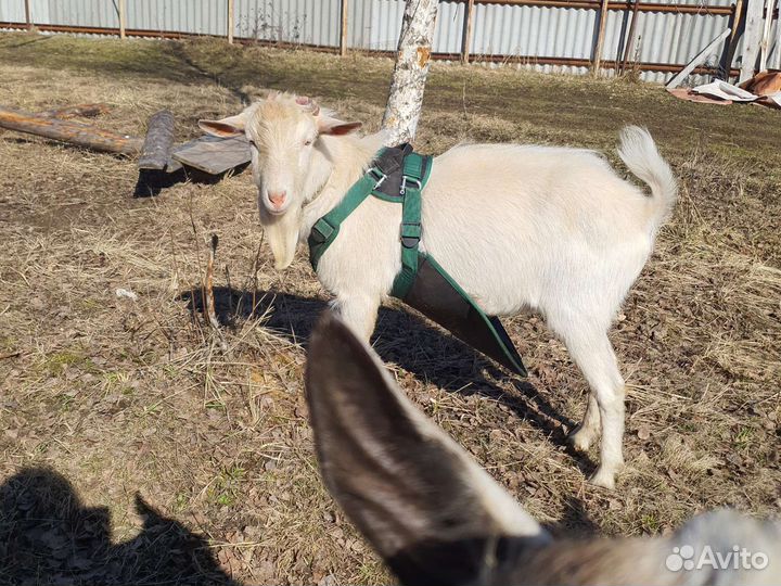 Козел зааненский