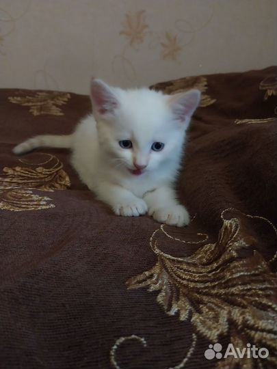 Котенок мальчик в дар