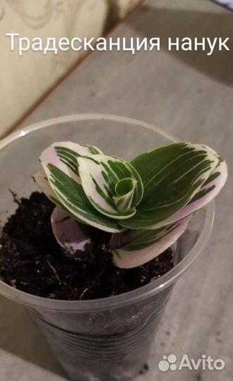 Традесканция