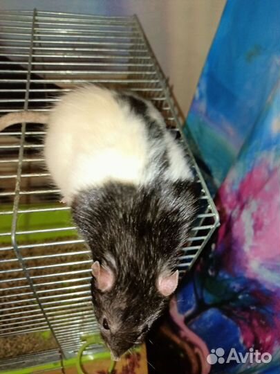 Крысик в дар с клеткой большой