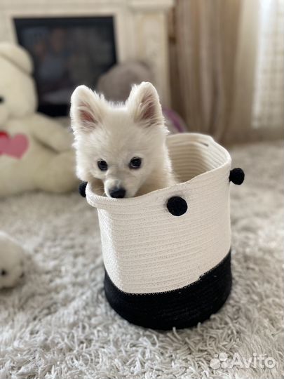 Щенок немецкого шпица