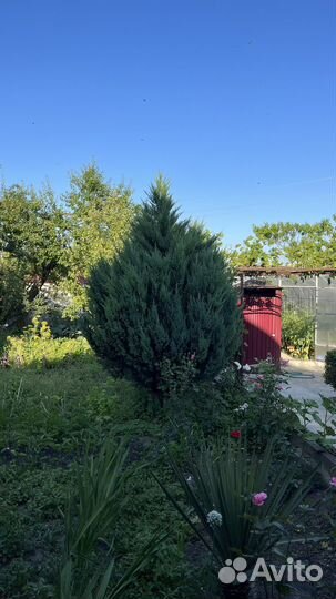 Можевельник