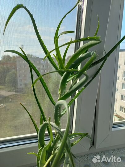 Алоэ, 5 -6 лет,30см, 50см. Продается