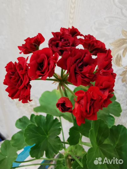 Пеларгония герань