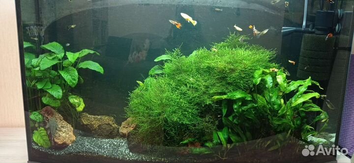 Растения для аквариума, мох рождественский