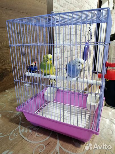 Волнистый попугай