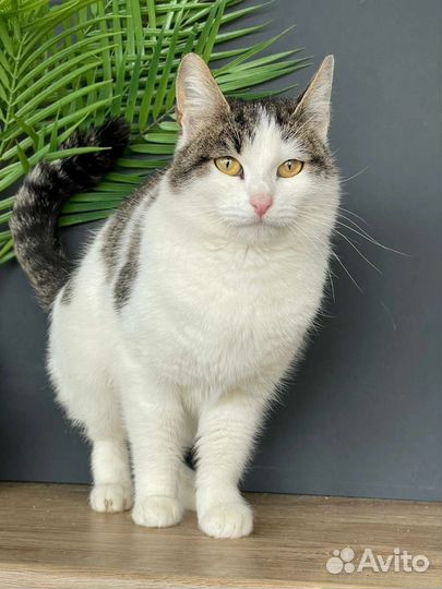 Кошечка Муся в поисках дома