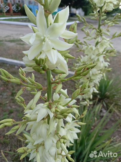 Юкка нитчатая