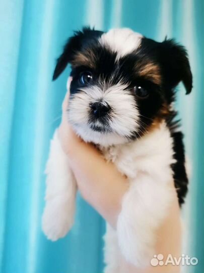 Бивер йорк мальчик и девочки