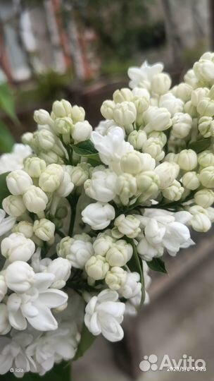 Сирень сорт Память о Колесникове. штамб 130 см