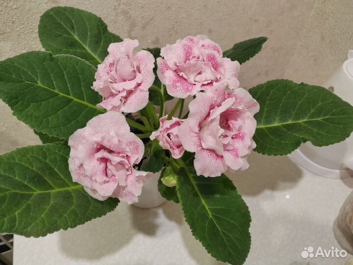 Лист глоксинии