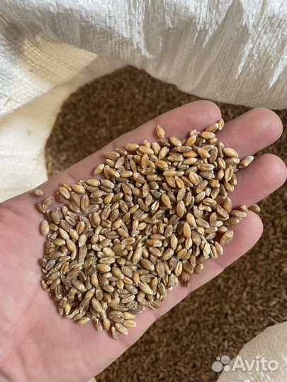 Зерно пшеница, ячмень, овёс, дроблёнка, комбикорм