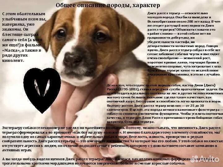Щенки джек Рассел терьер гладкошерстный