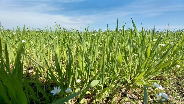 Участок 6 сот. (ИЖС)