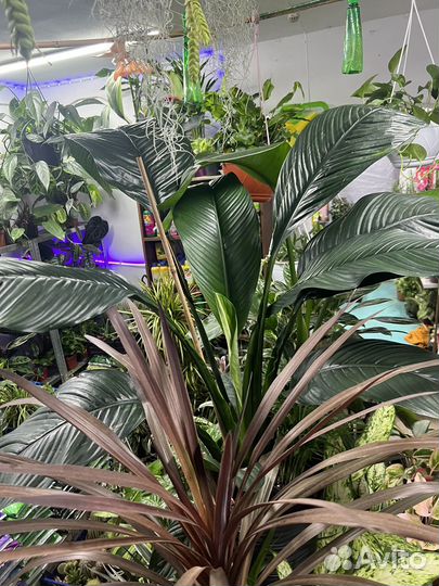 Спатифиллум сенсация